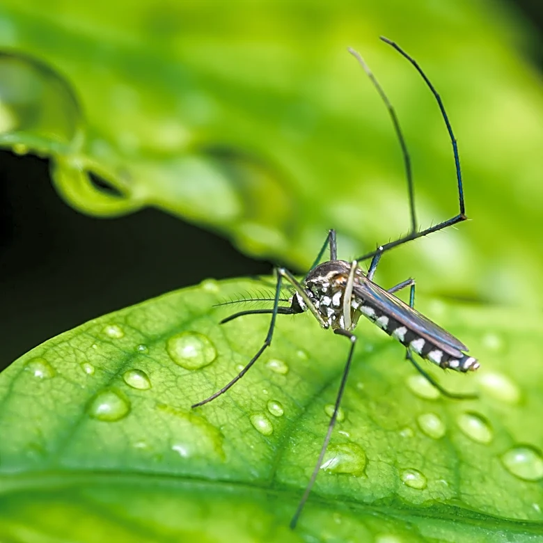 West Nile Virus in Philadelphia: How to prevent mosquitos