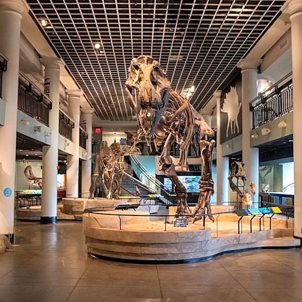 The Academy of Natural Sciences Museum is closing, when to visit
