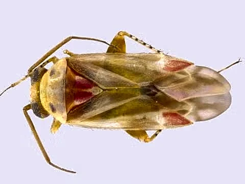 Taylor Swift has a newly discovered bug genus named after her