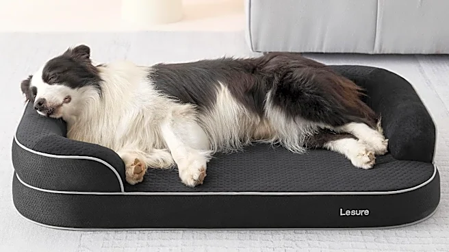 My dog is obsessed with this orthopedic bed and it's 50% off at Amazon