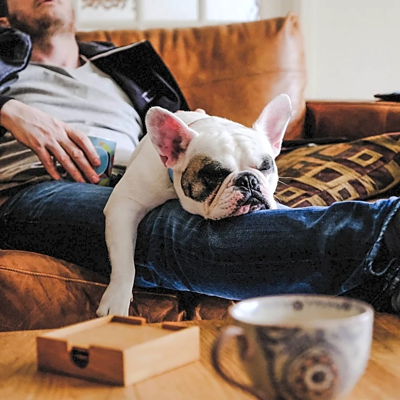 The best apartment dogs aren't always the smallest ones, AKC expert says