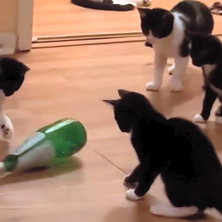 Watch curious kittens play 'unbelievable' game of spin the bottle