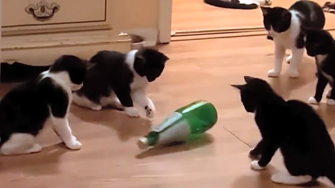 Watch curious kittens play 'unbelievable' game of spin the bottle