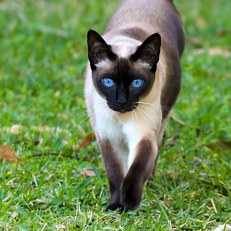 Why do cats have '9 lives'? Historians trace back the myth