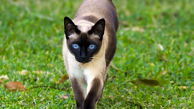 Why do cats have '9 lives'? Historians trace back the myth