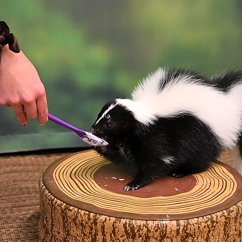 For $5, you can help name National Aviary's skunk sisters. How to vote