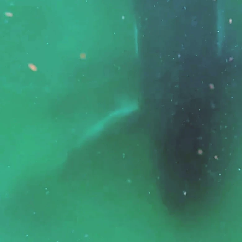Video appears to capture moment female whale mourns stillborn calf