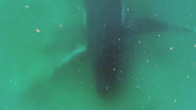 Video appears to capture moment female whale mourns stillborn calf