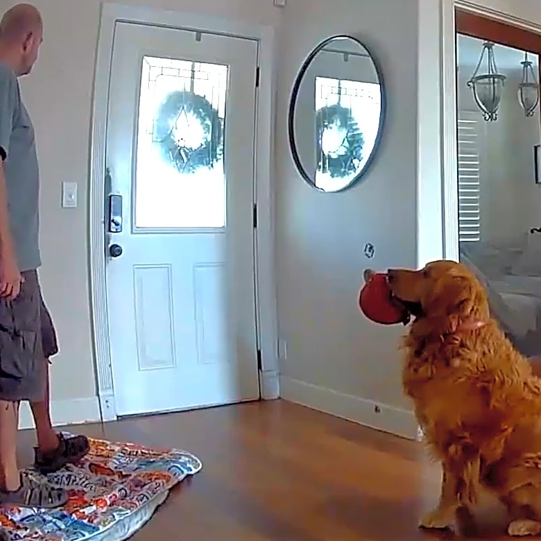 'Worst guard dog.' Watch Golden Retriever try to play with suspected intruder