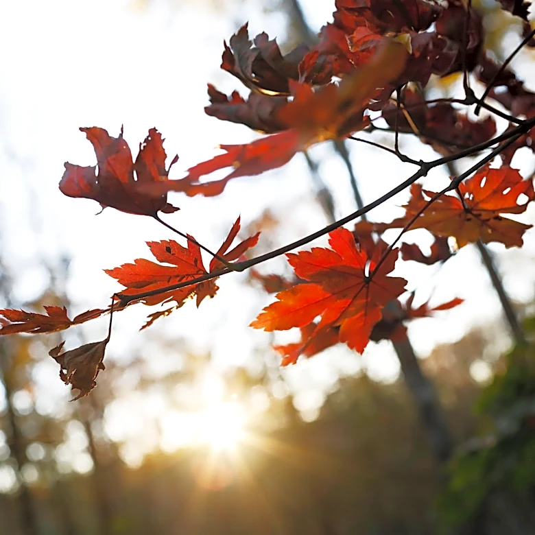 Where are the best spots to see fall colors near Atlanta? See our list