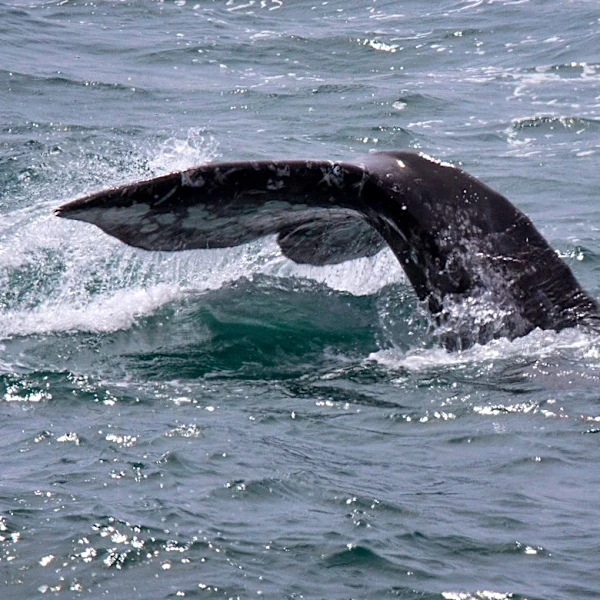 Whale found on cruise ship bow in Alaska for second time since June