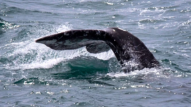 Whale found on cruise ship bow in Alaska for second time since June