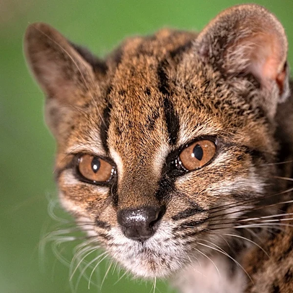 Cat's out of the bag. Meet the newly discovered cat species