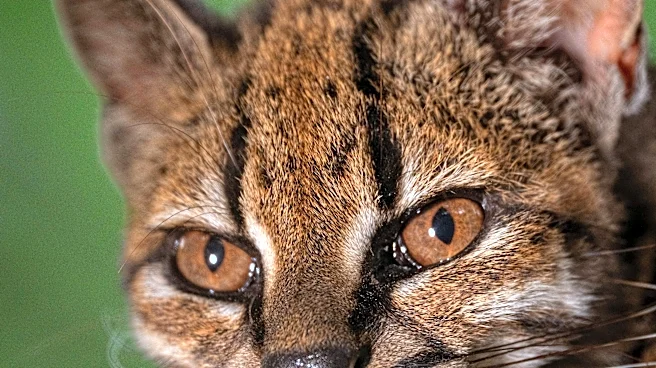 Cat's out of the bag. Meet the newly discovered cat species