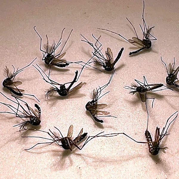 Over 150 Florida cases of dengue this year, some in South Florida counties