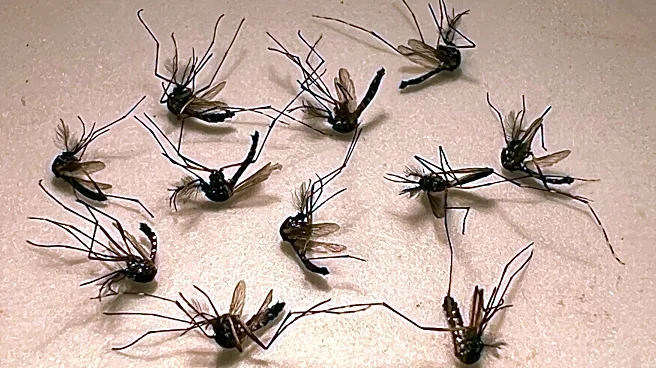 Over 150 Florida cases of dengue this year, some in South Florida counties