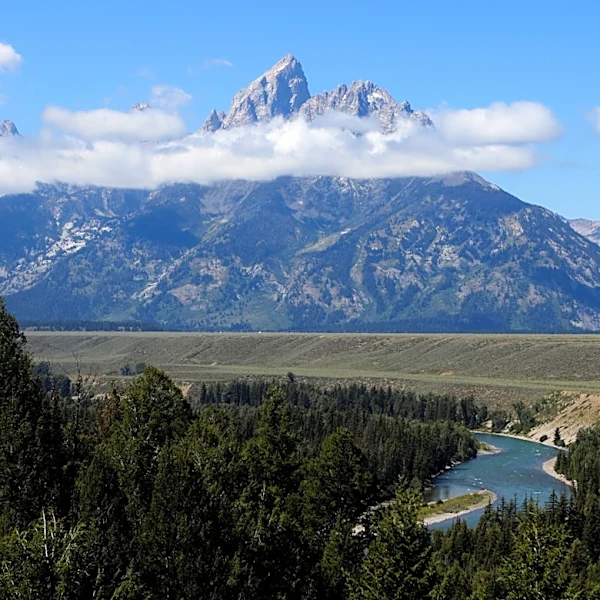 Grand Teton bear killed after visitors fed, approached it