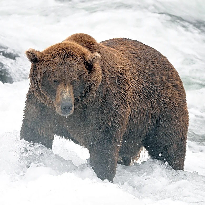 Fat Bear Week contestants revealed. See list of competing bears