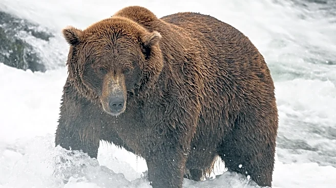 Fat Bear Week contestants revealed. See list of competing bears