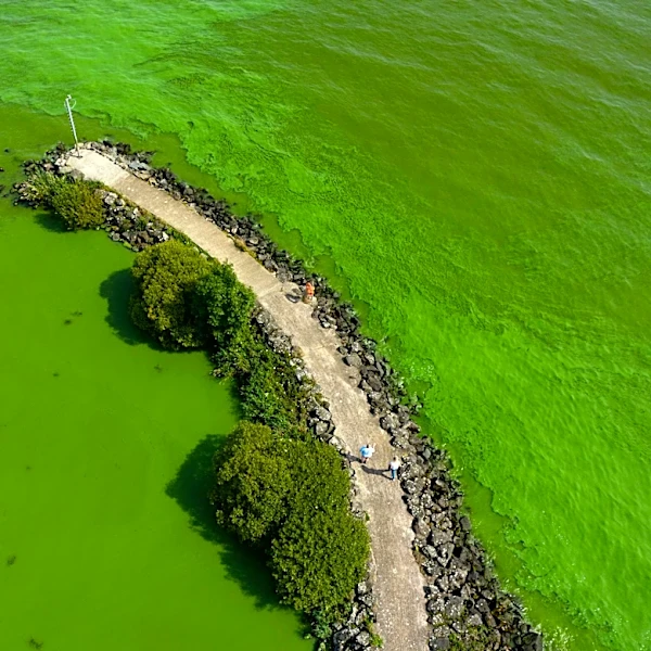 Large algae bloom stretches from Maine to Massachusetts