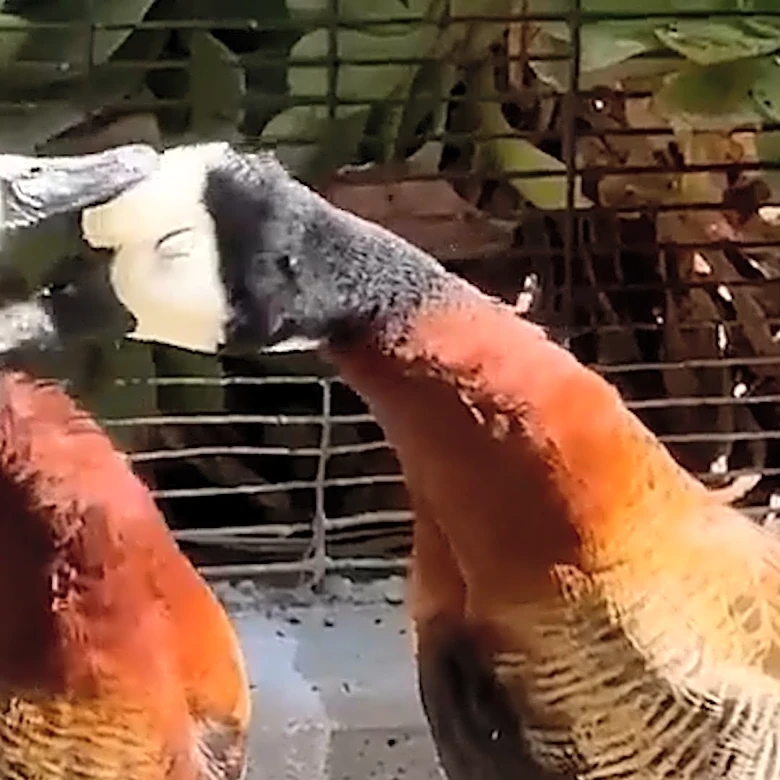 Duck pair caught snuggling at Oakland Zoo