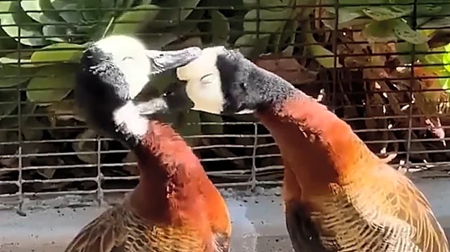 Duck pair caught snuggling at Oakland Zoo