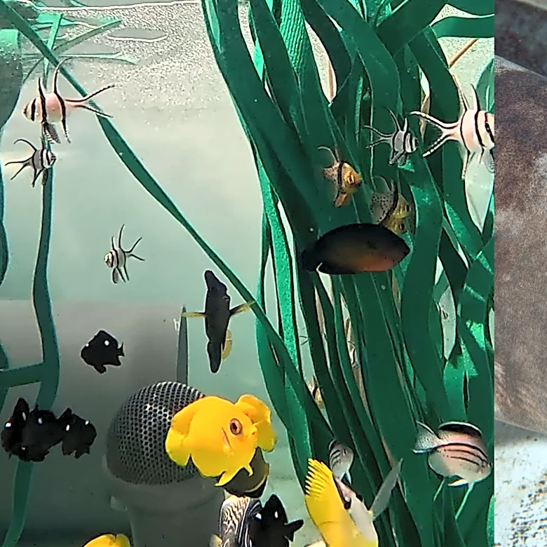 Aquarium cares for nearly 500 trafficked marine animals
