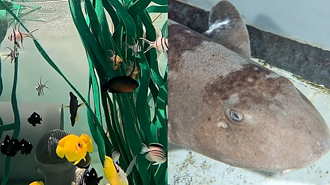 Aquarium cares for nearly 500 trafficked marine animals