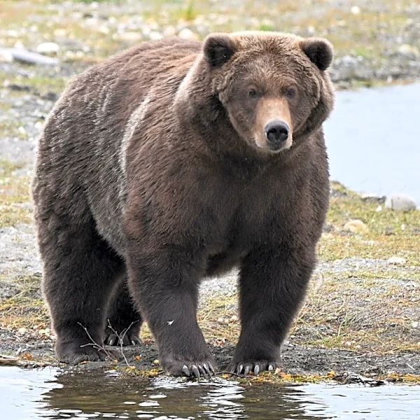 Am I proposing we eat the Fat Bear Week bears? Not exactly. | Opinion