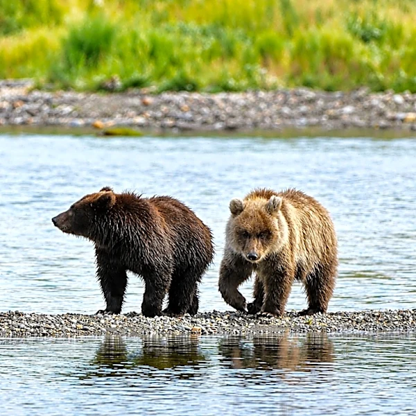 Fat Bear Week is back. Meet this year's contenders