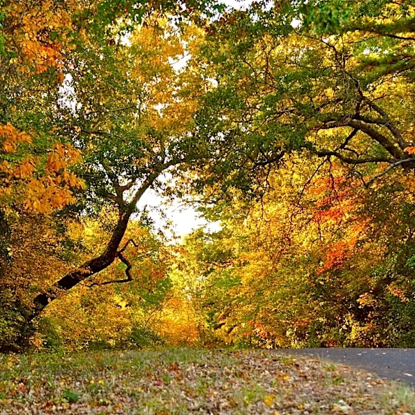 Fall is here in Washington DC. What to expect from the weather