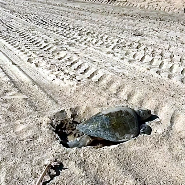 Sea turtle nesting at SoCal beach may be a first for the West Coast