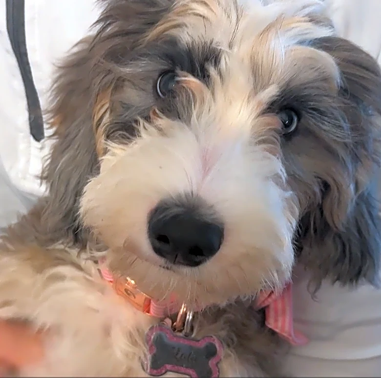Is it legal to walk your dog off leash in Pittsburgh?