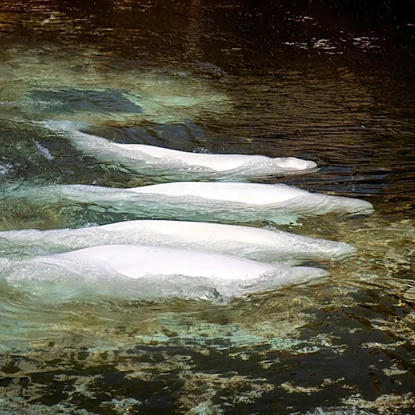 Fourth rescued beluga dies after relocation from Canada's Marineland