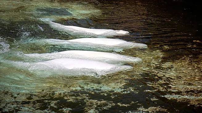Fourth rescued beluga dies after relocation from Canada's Marineland