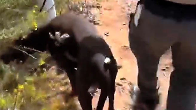 Shelter cares for dog rescued from cactus patch