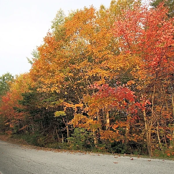 Are fall colors in Pittsburgh yet? Map shows 2026 fall foliage timeline
