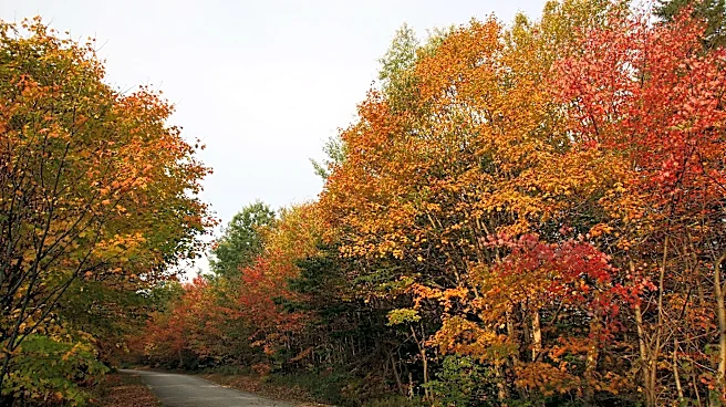 Are fall colors in Pittsburgh yet? Map shows 2026 fall foliage timeline