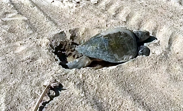 El Niño strikes again. Why sea turtles came to California in a ‘first’