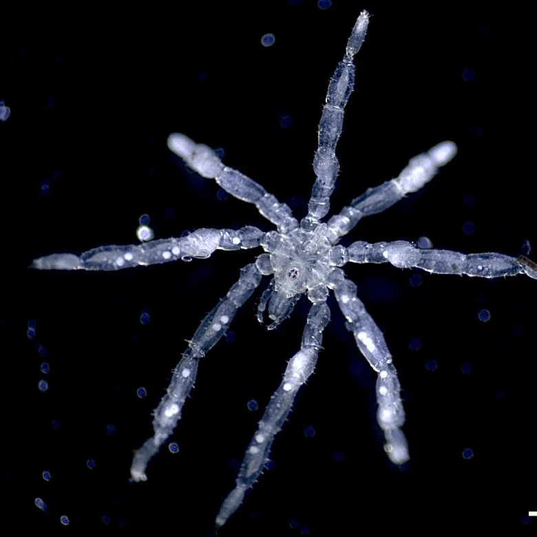New sea spider species has hairy legs, red eyes and 3 lips