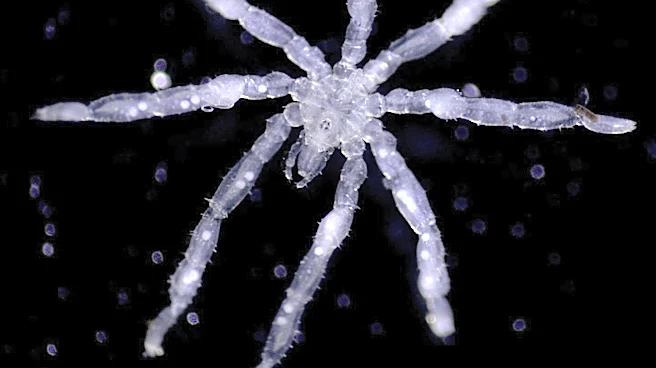 New sea spider species has hairy legs, red eyes and 3 lips