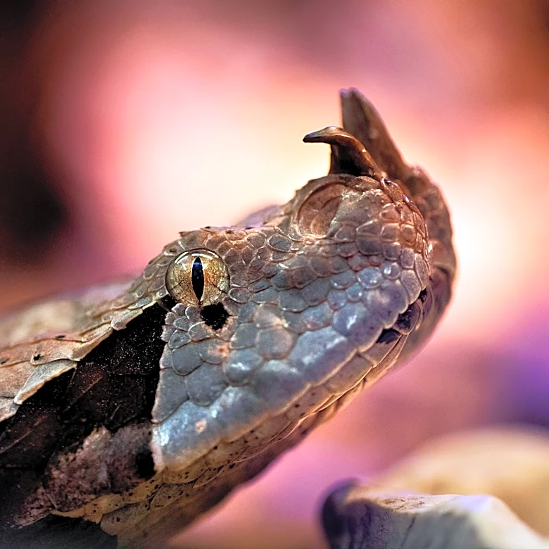 Watch out! A massive venomous snake is on the loose