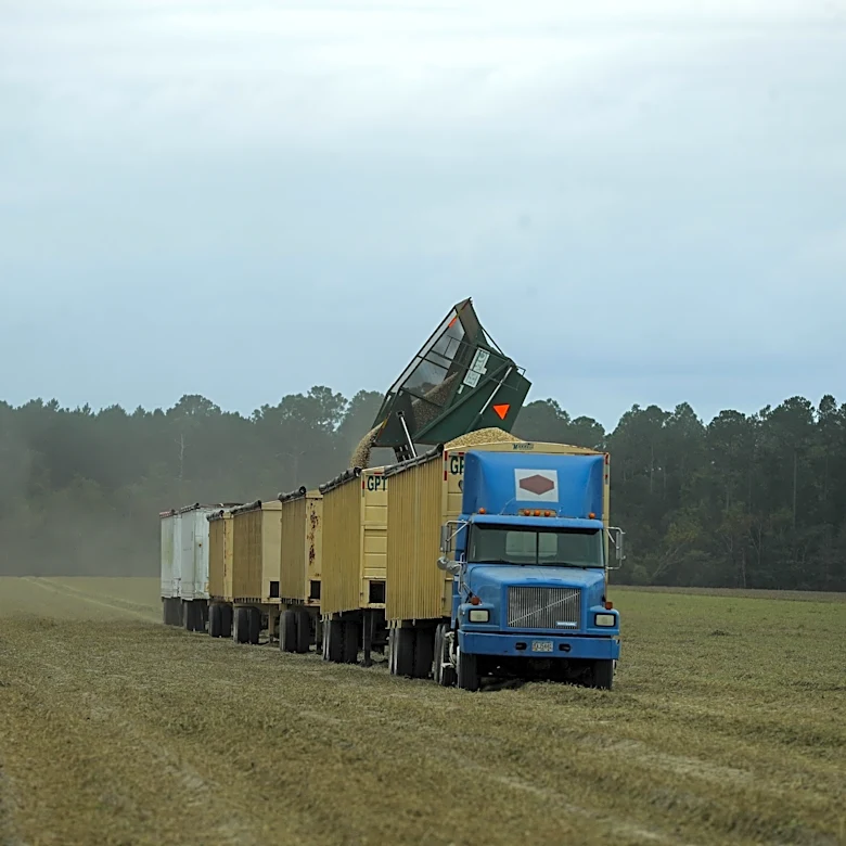 How will Georgia's farmers vote? Peanut commissioner chooses blue