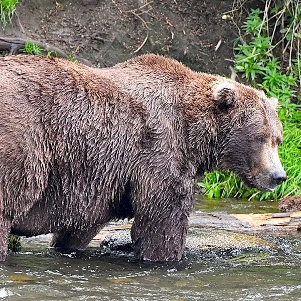 Which Fat Bear Week contestant beefed up to 'peak fat'? See winner