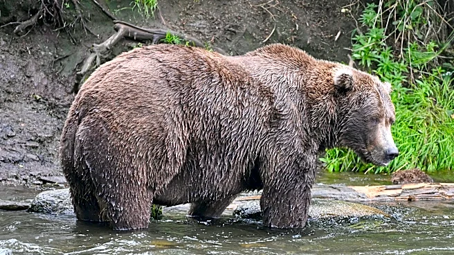 Which Fat Bear Week contestant beefed up to 'peak fat'? See winner