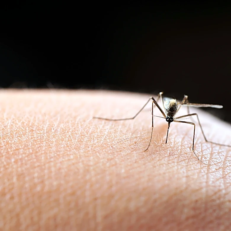 Trump wants to cut DC's mosquito population by 90%. Here's how