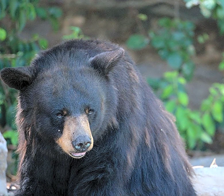 14 black bears euthanized in Montana