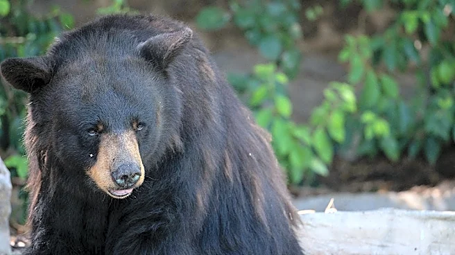 14 black bears euthanized in Montana