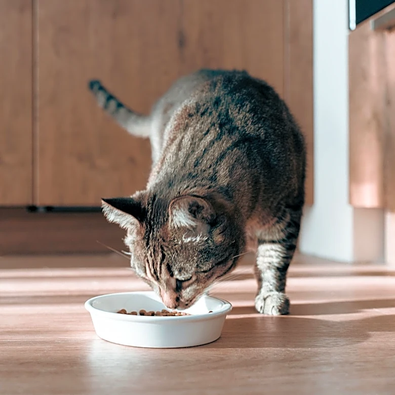 Heavy metals found in 99% of cat foods tested in new study