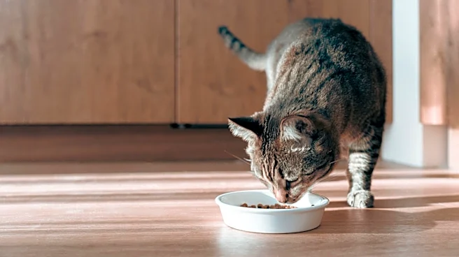 Heavy metals found in 99% of cat foods tested in new study